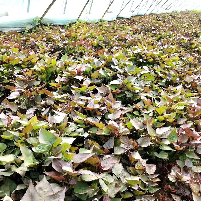 地瓜苗的栽種方法您能了解嗎？