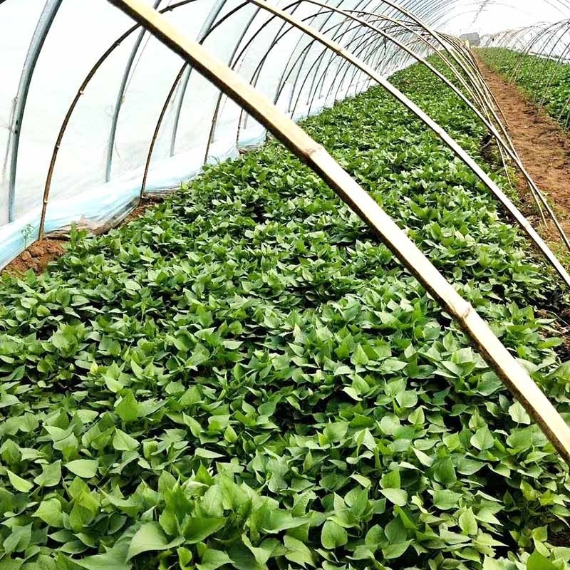 地瓜苗育苗的時(shí)間跟地點(diǎn)您了解嗎？